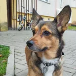 Sunia bez chipa, mała z białą krawatką, bardzo ufna, zadbana
