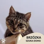 Kot do adopcji, Gdynia, 12 września 2023