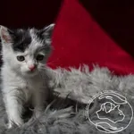 Kot do adopcji, Chełmek, 4 września 2023