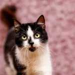 Kot do adopcji, Elbląg, 10 listopada 2023