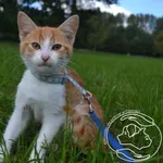 Kot do adopcji, Chełmek, 5 września 2023