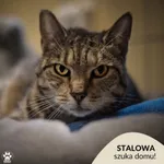 Kot do adopcji, Gdynia, 9 listopada 2023