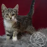 Kot do adopcji, Chełmek, 6 września 2023