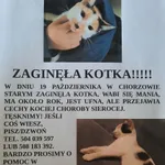 Zaginął kot, Chorzów, 24 października 2023