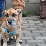Pies do adopcji, Nowy Dwór Mazowiecki, 19 listopada 2023