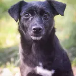 Pies do adopcji, Zielona Góra, 29 sierpnia 2023