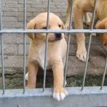 Pies do adopcji, Gorzów Wielkopolski, 8 października 2023