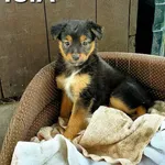 Pies do adopcji, Głowno, 31 sierpnia 2023