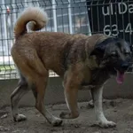Pies do adopcji, Wysocko Wielkie, 26 listopada 2023