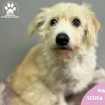 Pies do adopcji, Starogard Gdański, 12 lutego 2024