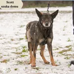 Pies do adopcji, Dąbrówka, 13 lutego 2024