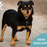 Pies do adopcji, Starogard Gdański, 13 lutego 2024