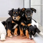 Pies do adopcji, Elbląg, 24 lutego 2024