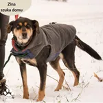 Pies do adopcji, Dąbrówka, 14 lutego 2024