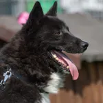 Pies do adopcji, Wysocko Wielkie, 5 listopada 2023