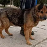 Znaleziono psa, Pieckowo, 20 lutego 2024