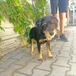Znaleziono psa, Jędrzejewo, 15 września 2023