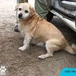 Znaleziono psa, Dąbrówka, 15 lutego 2024