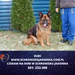 Znaleziono psa, Ciosny, 28 listopada 2023
