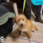 Znaleziono psa, Dąbrówka, 21 lutego 2024