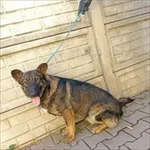 Znaleziono psa, Jędrzejewo, 8 września 2023