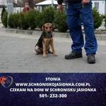 Znaleziono psa, Ciosny, 28 listopada 2023